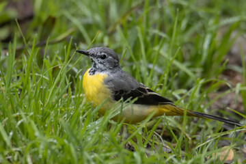 Nature wildlife image of Grey wagtail on nature deep jungle