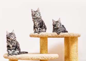 Three maine coon kittens with a long fluffy tail sitting on scratching post against light wall