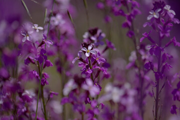 Flora of Gran Canaria - lilac flowers of crucifer plant Erysimum albescens, endemic to the island natural macro floral background
