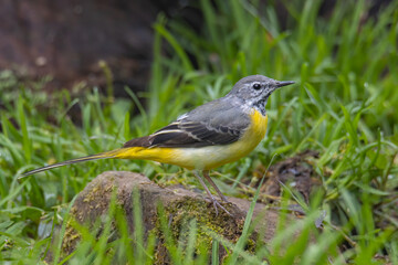 Nature wildlife image of Grey wagtail on nature deep jungle