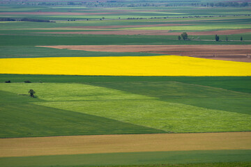 Fototapeta premium Aerial photo of a fertile cultivated field in bloom during spring season