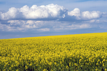 Obraz premium Yellow rapeseed fields in bloom in a sunny day