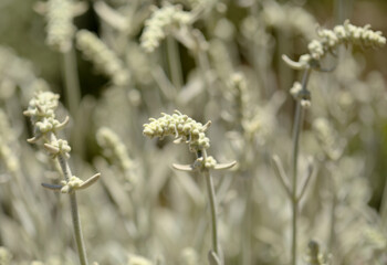 Flora of Gran Canaria -  Sideritis dasygnaphala, white mountain tea of Gran Canaria, endemic, natural macro floral background
