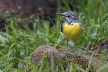 Nature wildlife image of Grey wagtail on nature deep jungle