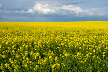 Obraz premium Yellow rapeseed fields in bloom in a sunny day