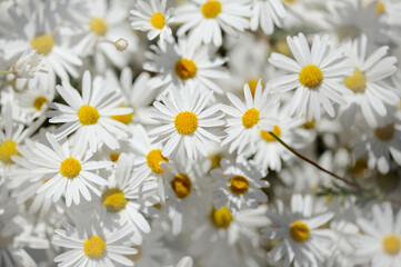 Flora of Gran Canaria -  Argyranthemum, marguerite daisy endemic to the Canary Islands