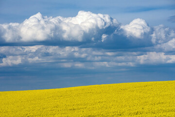 Yellow rapeseed fields in bloom in a sunny day