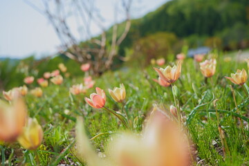 野原に咲く薄いピンクオレンジのチューリップ