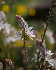 Flora of Gran Canaria -  Asphodelus ramosus, also known as branched asphodel floral background
