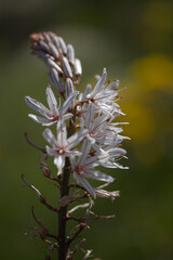 Flora of Gran Canaria -  Asphodelus ramosus, also known as branched asphodel floral background
