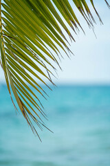 Sun Through Palm Tree Leaves On Carribean Dominican Republic.Palm Tree With Coconut Moving in The Wind On Blue Sky.Exotic Tropical Greens Palm Leaf On Maldives. Summer Day In Tropical Island Vacation.