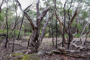 bare trees in landscape after bushfire