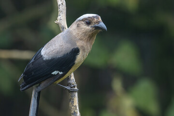 Nature wildlife image of beautiful huge bird of Bornean Treepie (Dendrocitta Cinerascen) known also endemic to Borneo Island