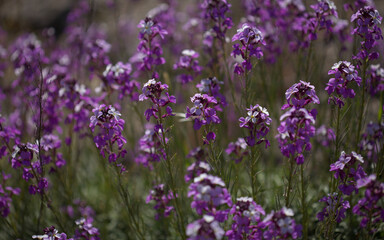 Flora of Gran Canaria - lilac flowers of crucifer plant Erysimum albescens, endemic to the island natural macro floral background
