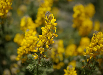 Flora of Gran Canaria -  flowering Adenocarpus foliolosus, Canary Island flatpod natural macro floral background
