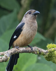 Nature wildlife image of beautiful huge bird of Bornean Treepie (Dendrocitta Cinerascen) known also endemic to Borneo Island