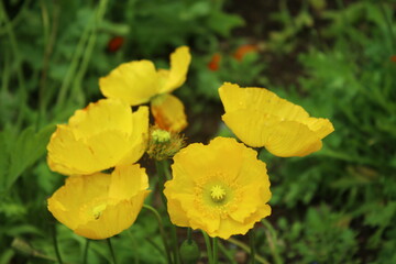 くりはま花の国