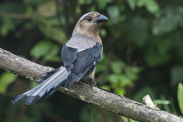 Nature wildlife image of beautiful huge bird of Bornean Treepie (Dendrocitta Cinerascen) known also endemic to Borneo Island
