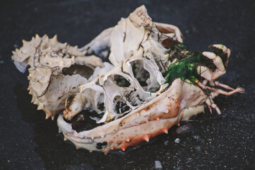 Dead crab 