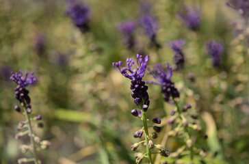 Flora of Gran Canaria -  Leopoldia comosa, tassel hyacinth natural macro floral background
