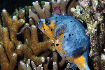 fotografie subacquee di pesci tropicali © Marco