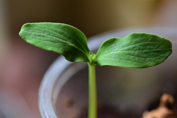 close up of a small cucumber seedling