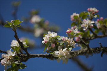 Horticulture of Gran Canaria -  blossoming apple tree branches natural macro floral background
