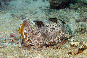 fotografie subacquee di pesci tropicali