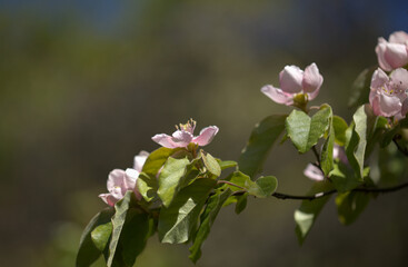 Horticulture of Gran Canaria - Flowers of quince, Cydonia oblonga
