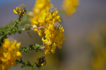 Flora of Gran Canaria -  flowering Adenocarpus foliolosus, Canary Island flatpod natural macro floral background
