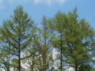 Obraz premium Frühling - stattliche Lärchen mit grünen Nadeln