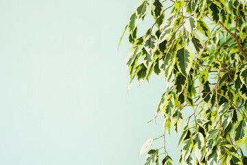 Branches of variegated ficus Benjamin against a blue wall with copy space.