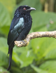 Nature wildlife image of Bronze Drongo bird (Dicrurus aeneus) on perch
