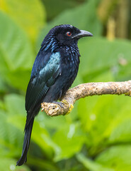 Nature wildlife image of Bronze Drongo bird (Dicrurus aeneus) on perch