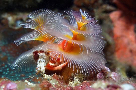 Pesci di acquario. Underwater pietre e sabbia. I pesci e le bolle di aria  sullo sfondo. La vita subacquea Foto stock - Alamy