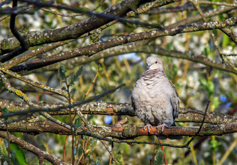 Beautiful Eurasian Collared Dove perched on a tree with a nice natural leaf filled background, with natural light