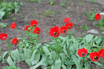 poppy flowers