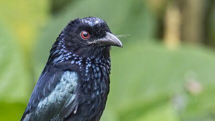 Nature wildlife image of Bronze Drongo bird (Dicrurus aeneus) on perch