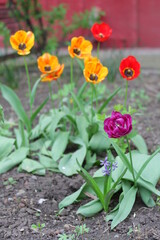 tulips in garden