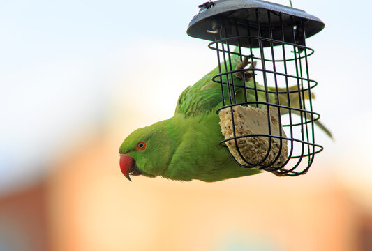 Close up of a Green Ring necked Parakeet hanging on a square mesh suet feeder