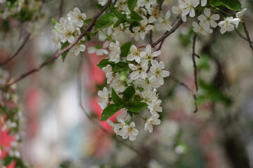 tree blossom