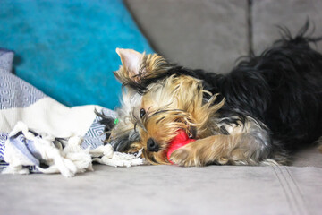 Cute Yorkshire Terrier puppy chewing on red toy on gray couch in a funny pose.