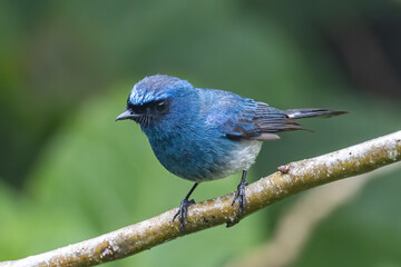 Nature wildlife image of beautiful bird rufous vented paradise flycatcher.