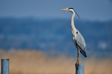 Gray heron gets the overview