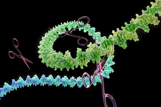 DNA strand being cut crispr scissors. 3d render
