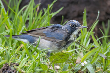 Juvenile Blue-and-white Flycatcher, Japanese Flycatcher male blue and white color perched on a tree
