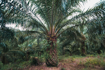 Oil  palm tree in the plantation.