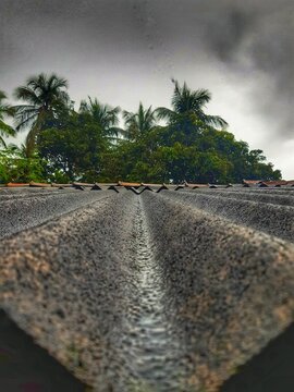 palm trees through seets