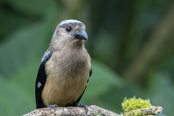 Nature wildlife image of beautiful huge bird of Bornean Treepie (Dendrocitta Cinerascen) known also endemic to Borneo Island