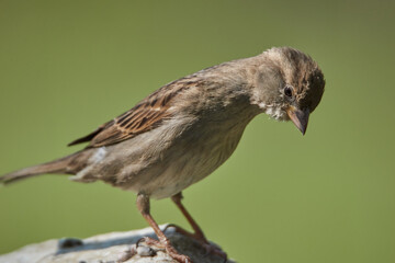 Fototapeta premium Curious little bird